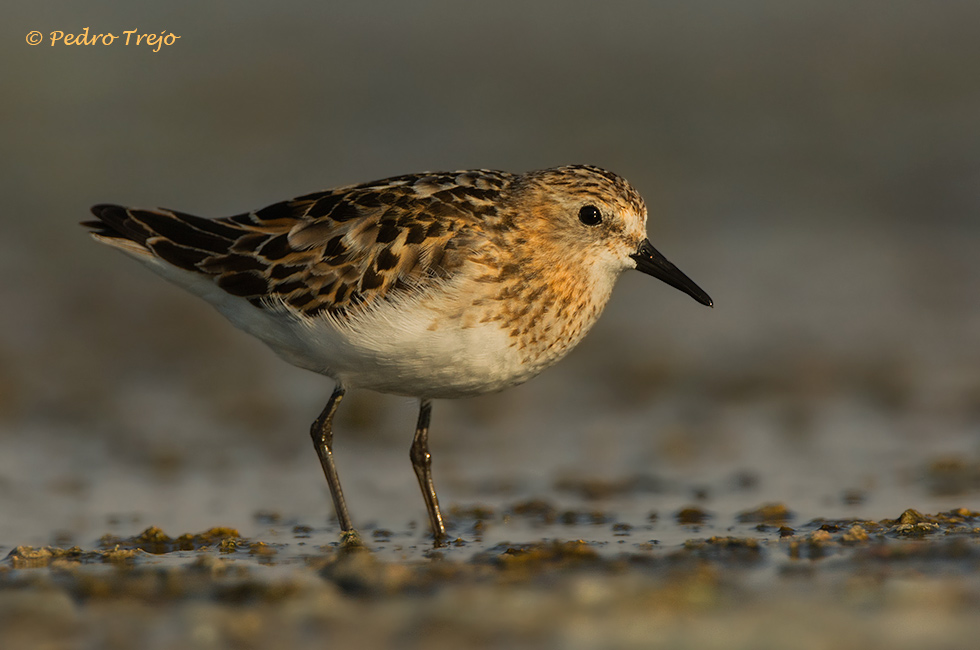 Correlimos menudo (Calidris minuta)